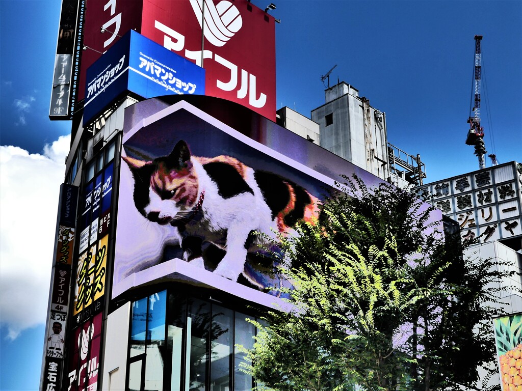 新宿巨大猫 (1) 