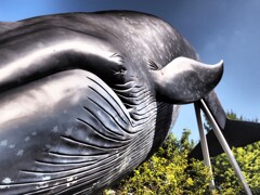 巨鯨②