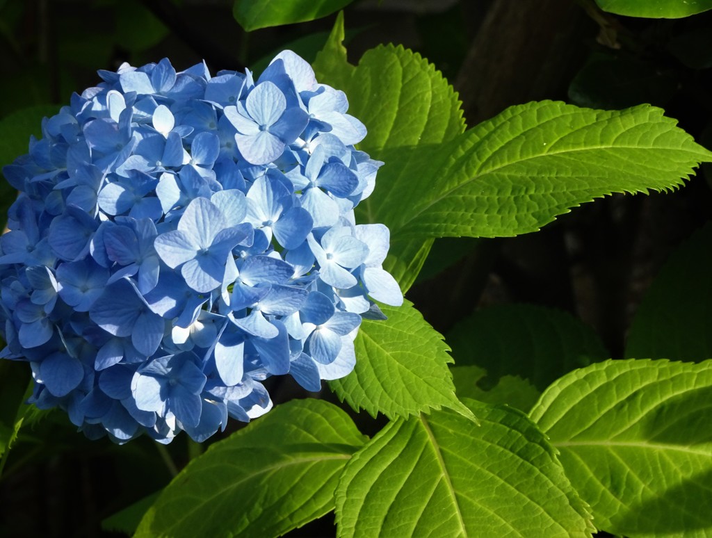 紫陽花