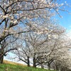 戸田漕艇場の春 (8)