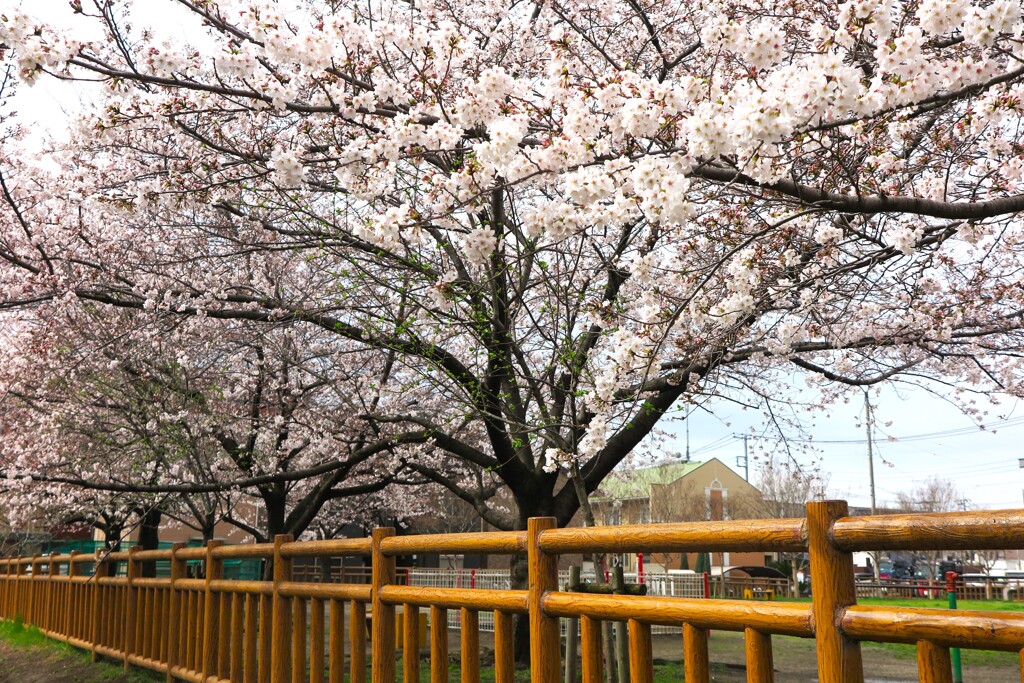 近所でお花見 (2)