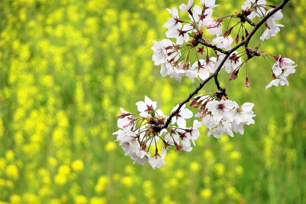 桜と菜の花