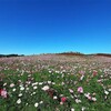 ひたち海浜公園