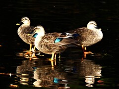 朝散歩・近所の公園にて⑥