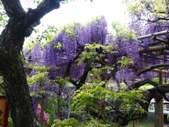 亀戸天神藤まつり (1)