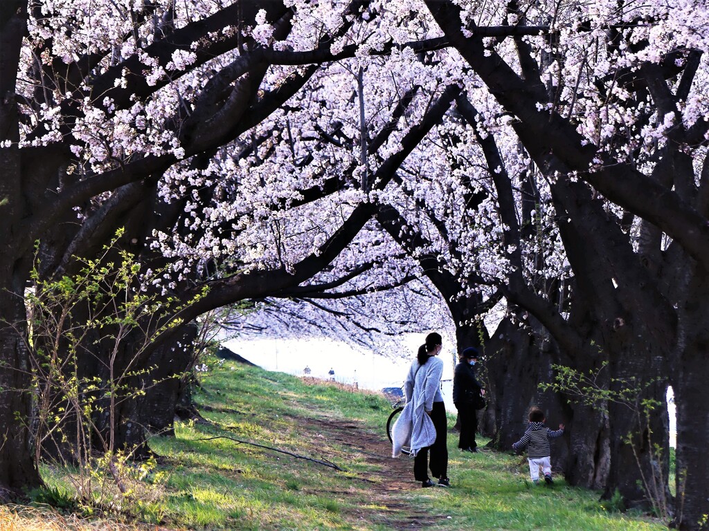 sakura2021(戸田公園） (1)