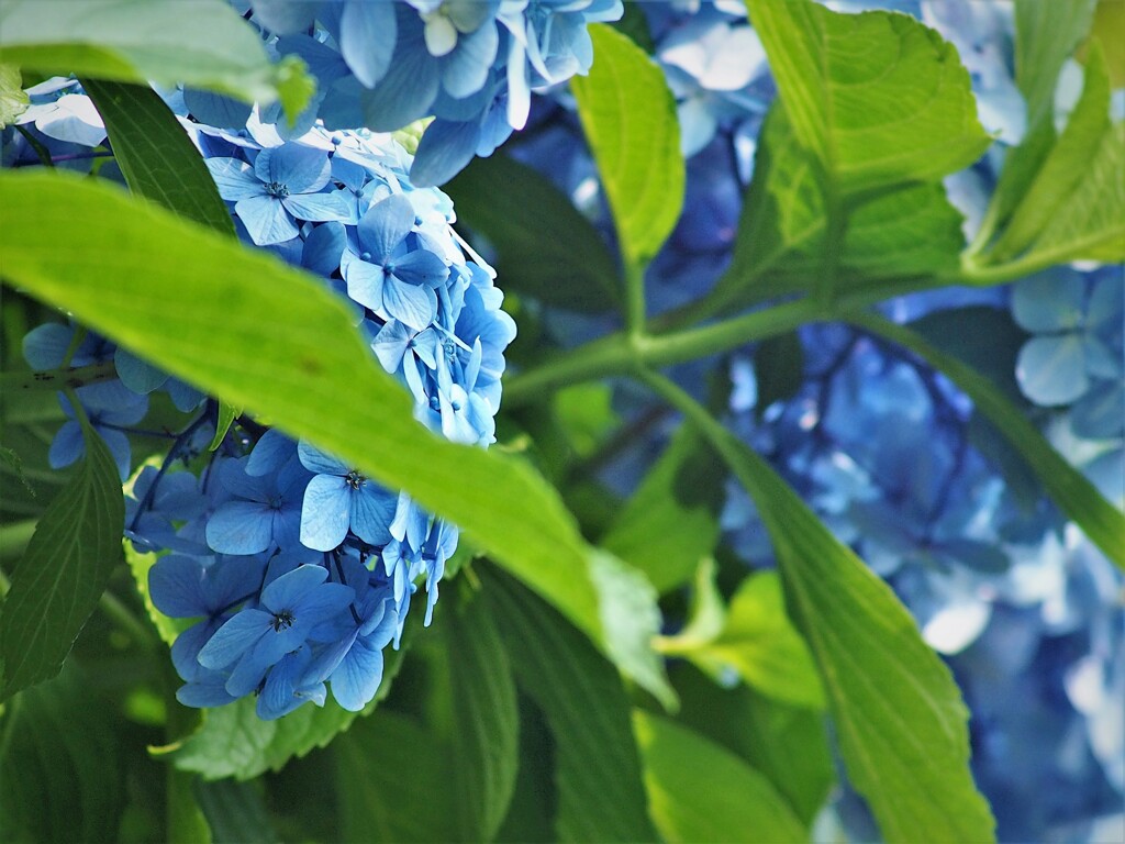 飛鳥の小径 (6) 