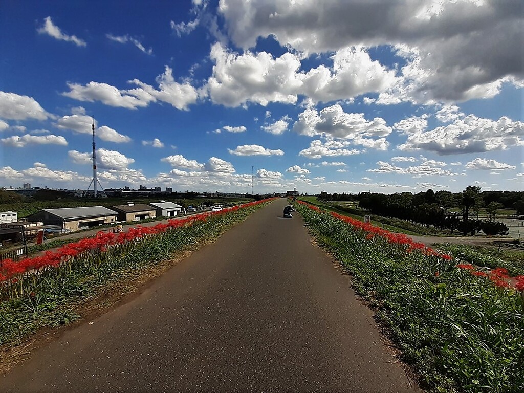 曼殊沙華の咲く土手②