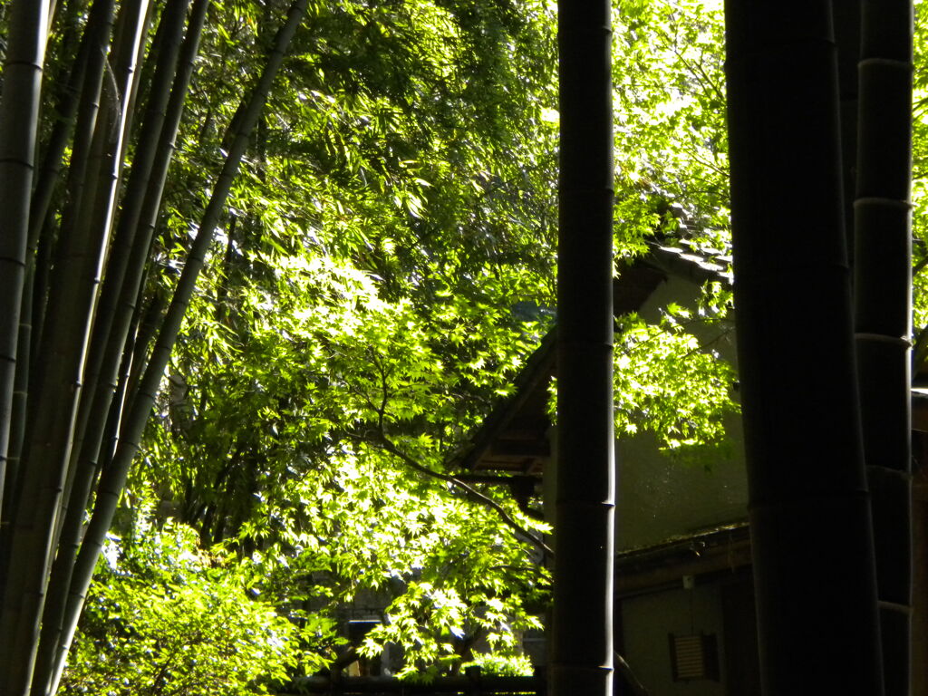 ちょうど10年前の今日撮った写真／鎌倉報国寺