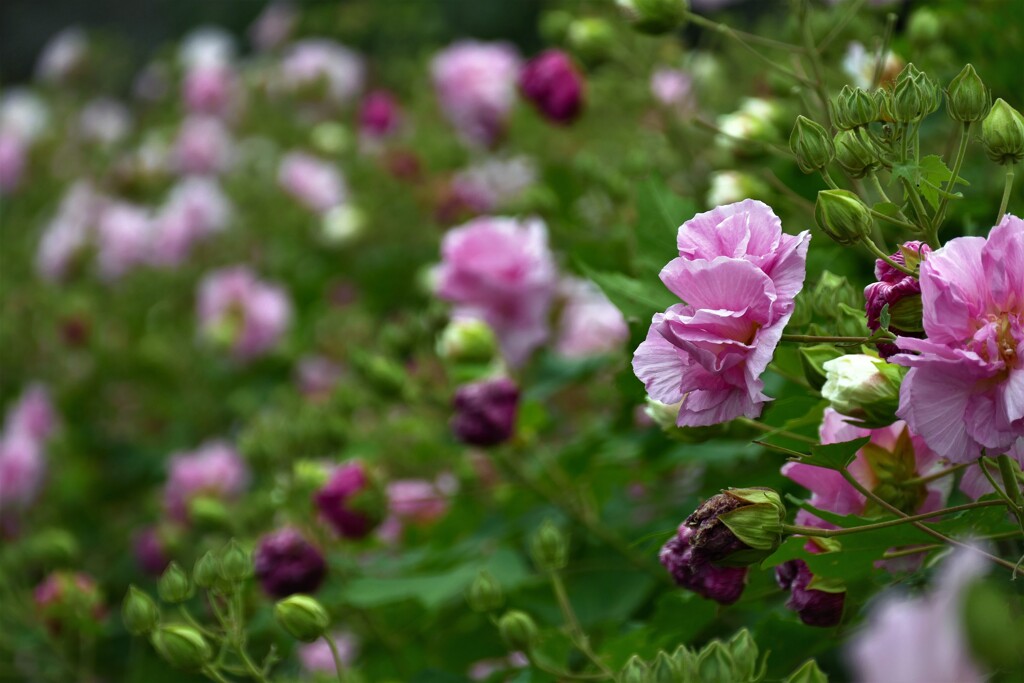 酔芙蓉(ほろ酔いの貴婦人）