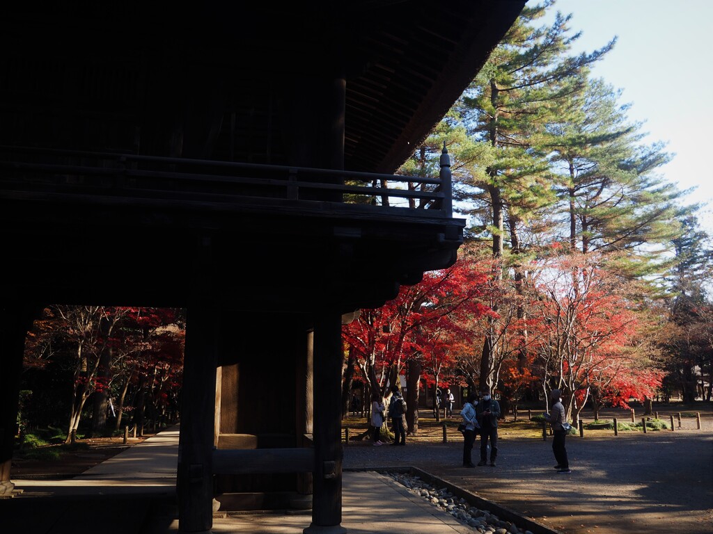 平林寺の紅葉 (2)