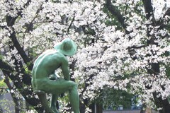 桜を愛でる人