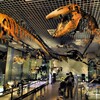 Jurassic World (4)