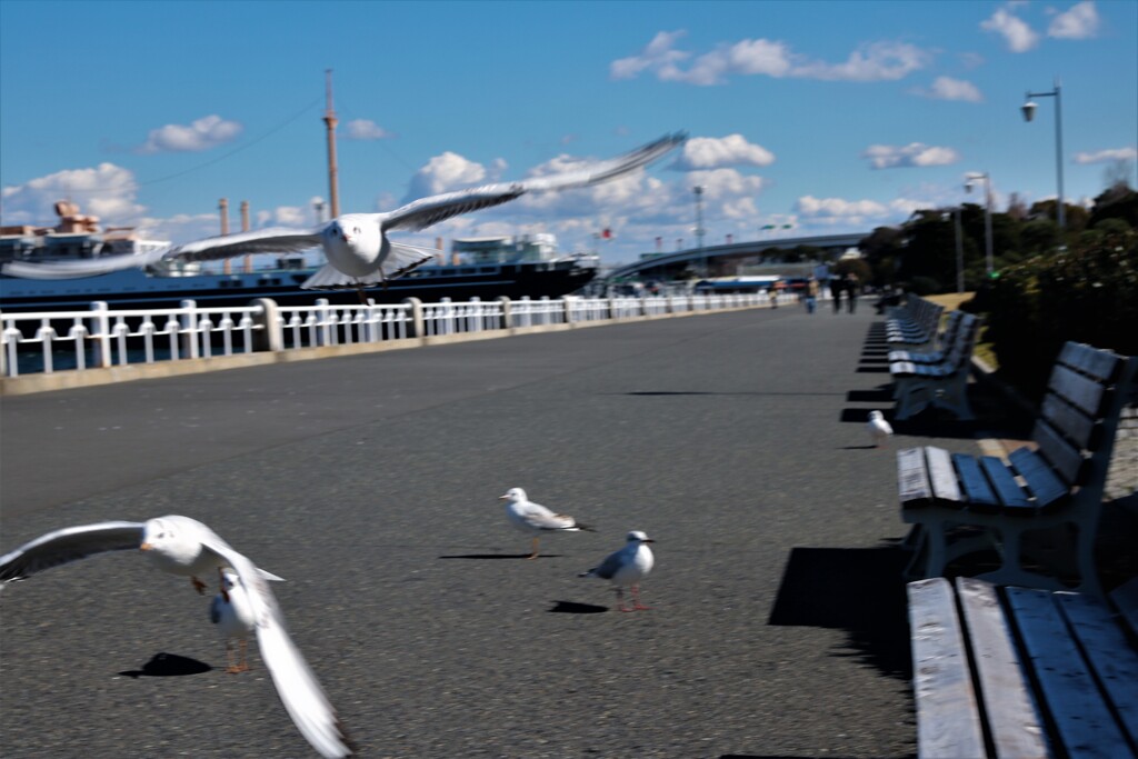 かもめが翔んだ日