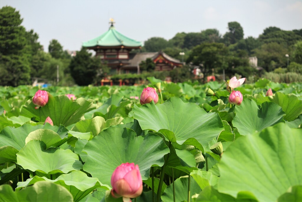 上野不忍池の蓮②