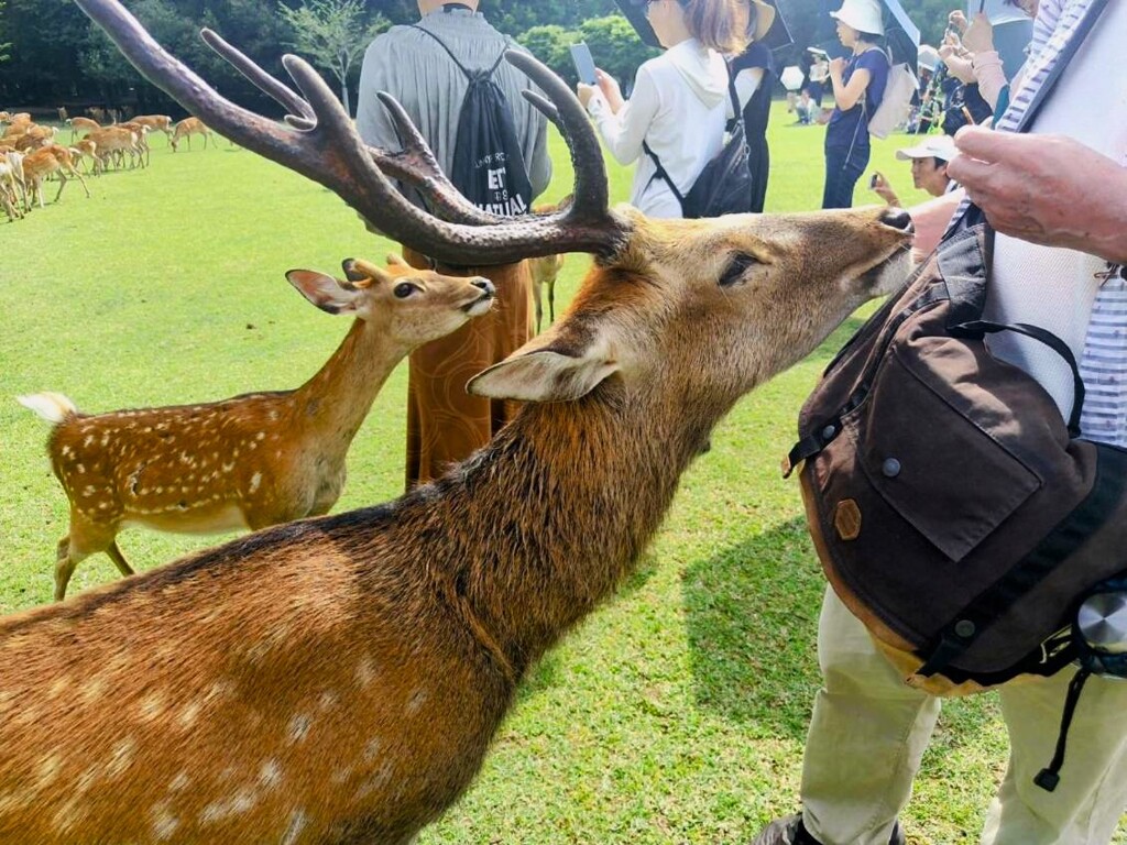 雄鹿