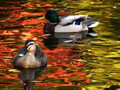 朝散歩・近所の公園にて②