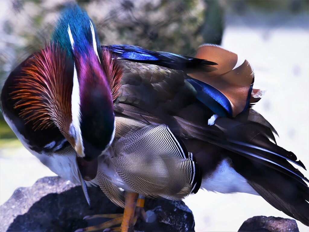 おしどり♂