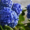 あじさいの小径 (3)