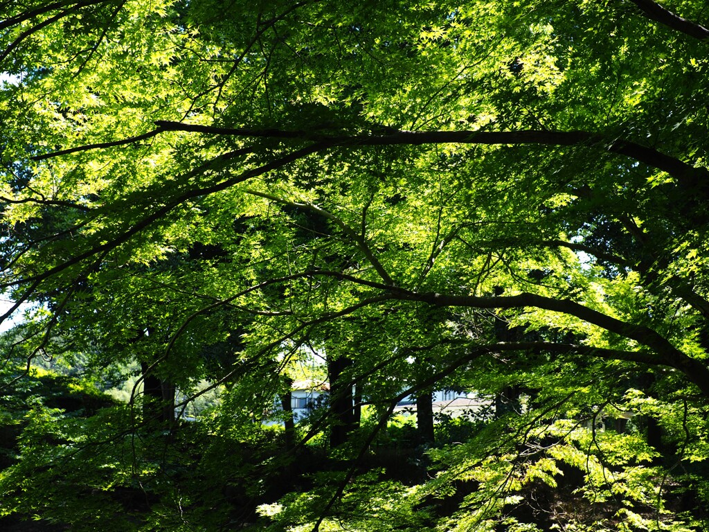 上尾円山公園散策 (2)