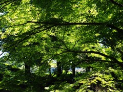 上尾円山公園散策 (2)