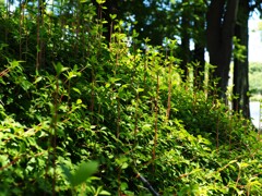 上尾円山公園散策 (7)