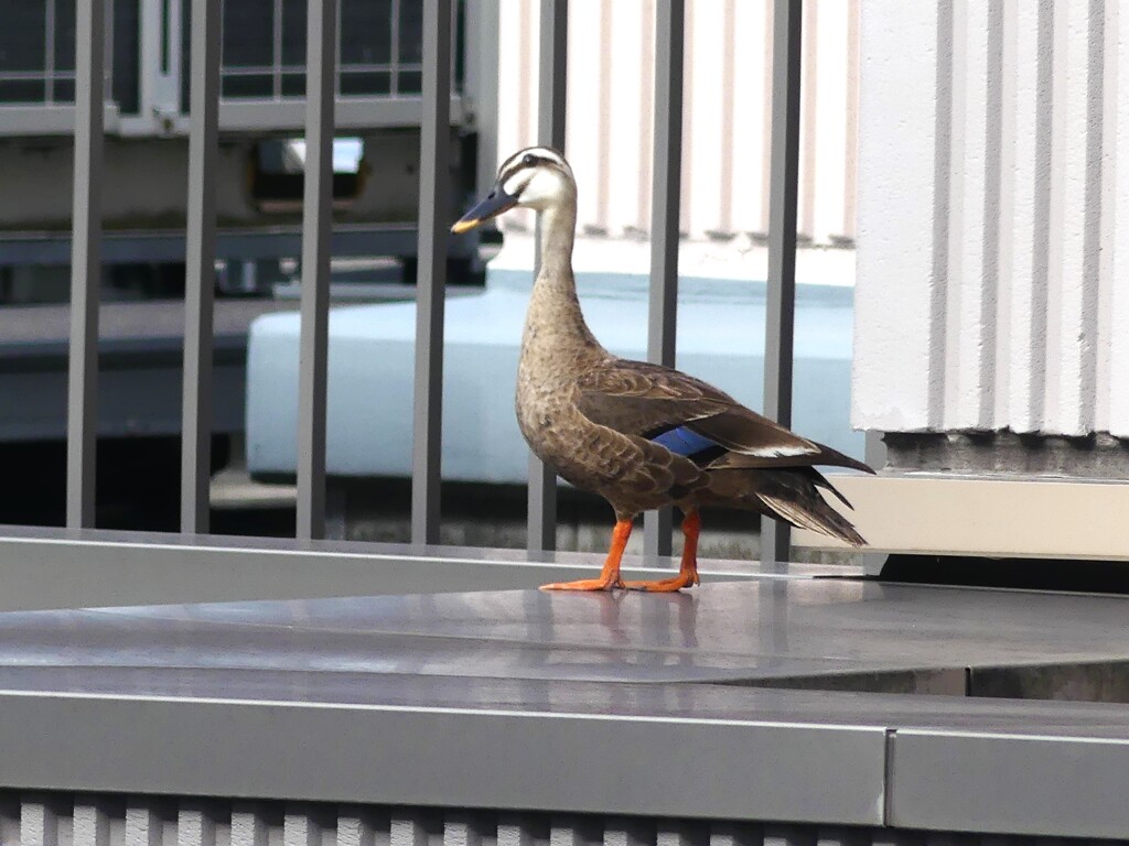 意外と首が長いのね(^^♪