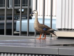 意外と首が長いのね(^^♪