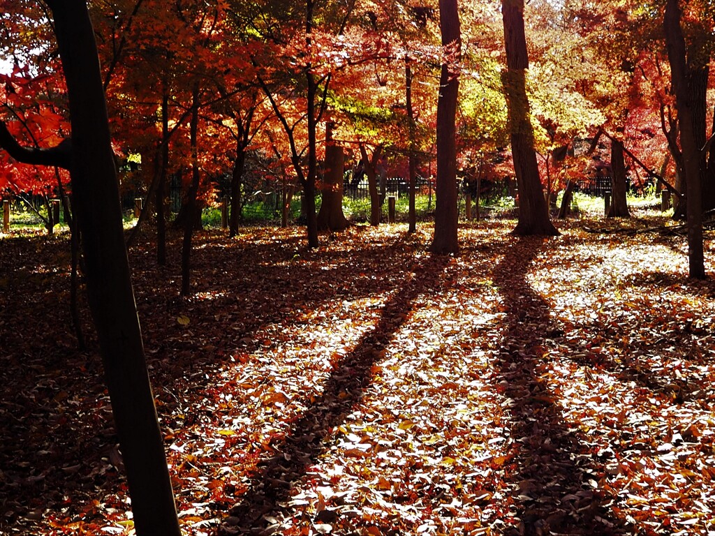 平林寺の紅葉 (6)