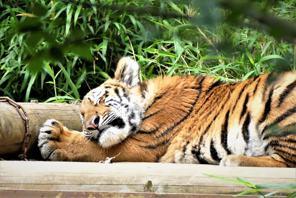 多摩動物公園敗者復活戦④