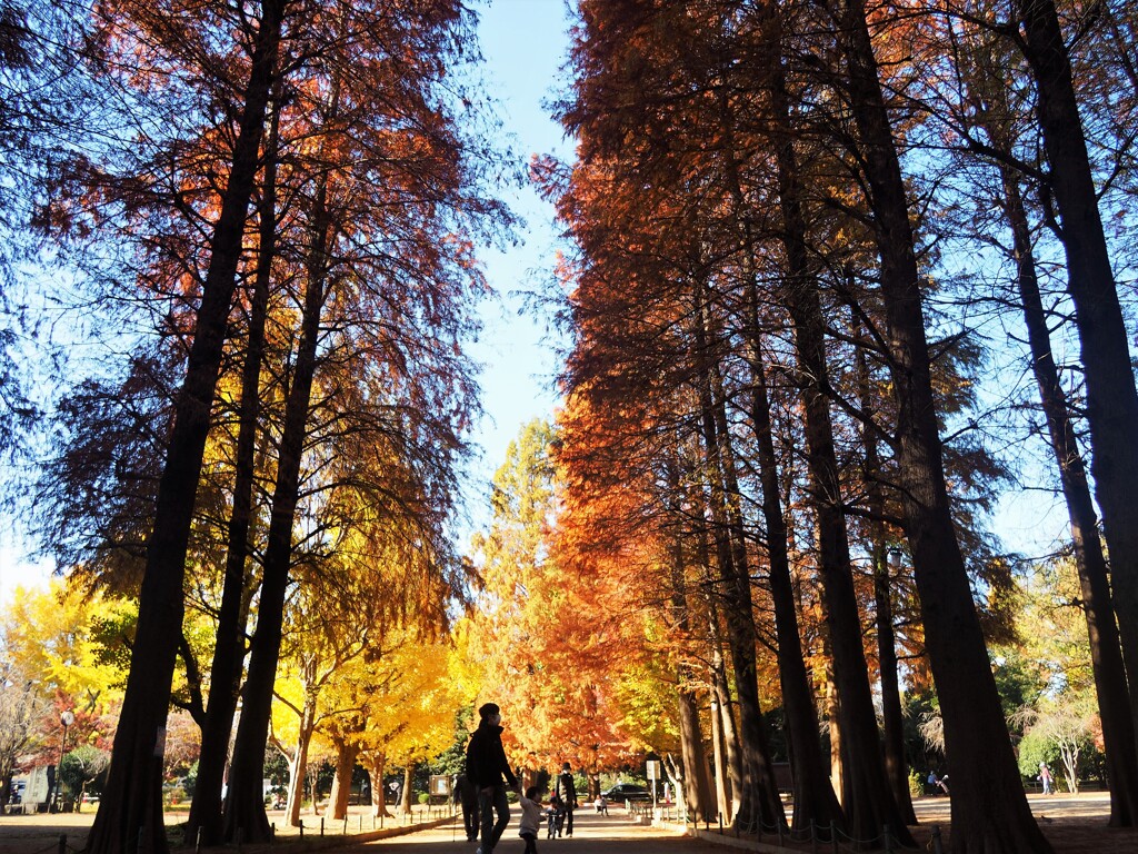 晩秋の公園にて (2)