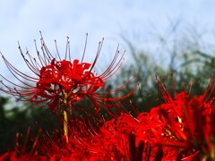 暑さ寒さも彼岸まで (2)