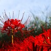 暑さ寒さも彼岸まで (2)