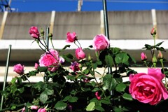 高架下の薔薇たち (6)