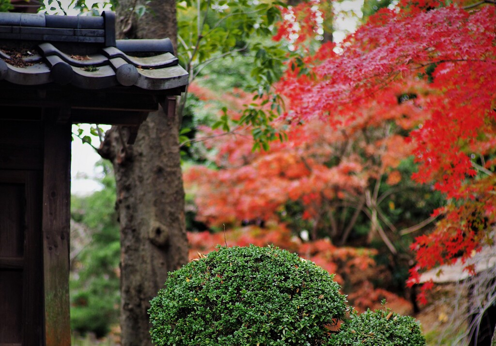 紅葉