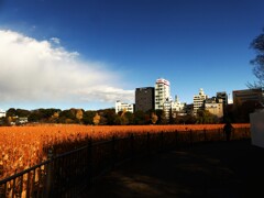 上野不忍池冬景色 (4)