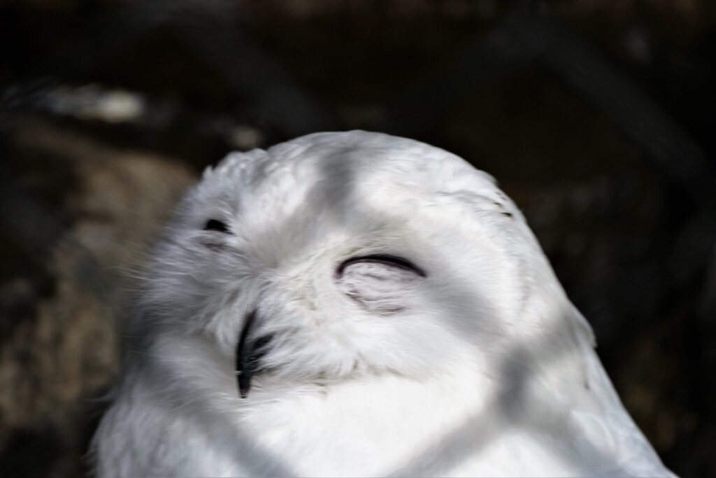 多摩動物公園敗者復活戦⑥