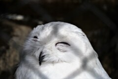 多摩動物公園敗者復活戦⑥