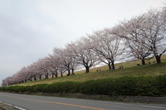 贅沢なお花見