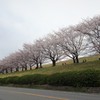 贅沢なお花見