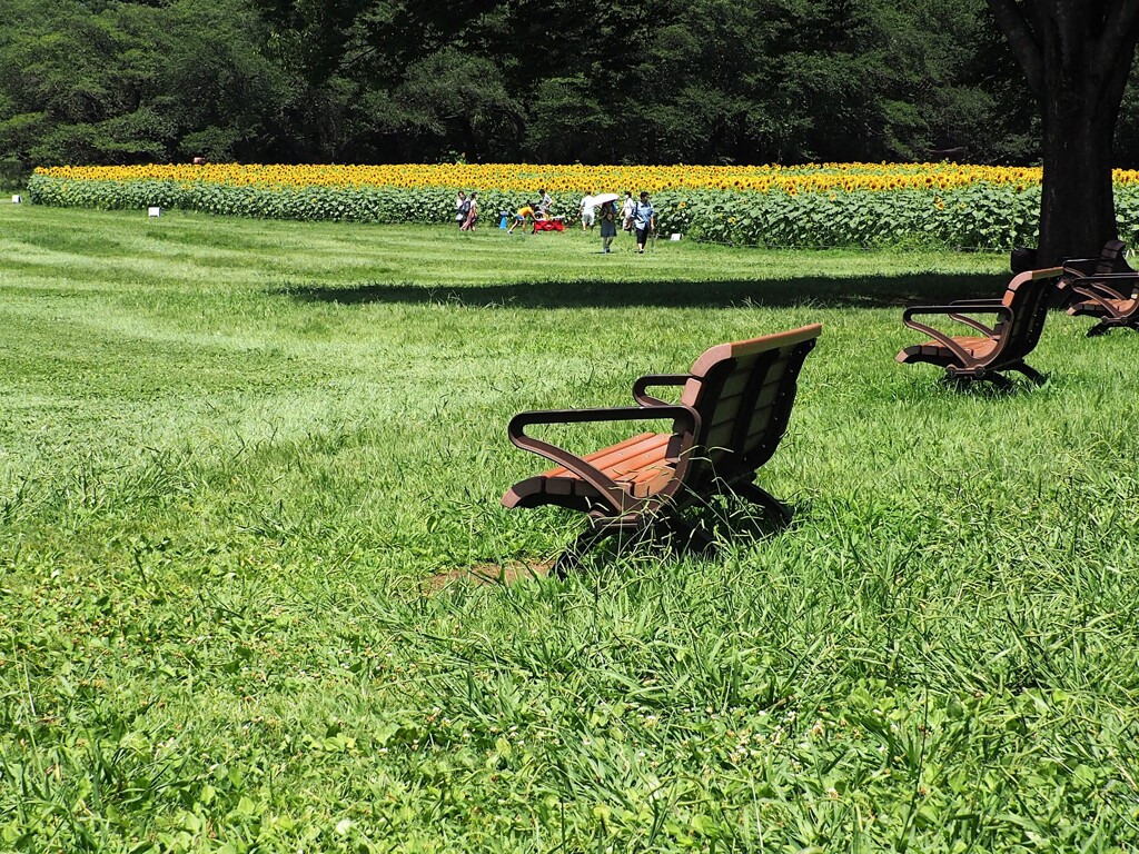 ひまわり畑 ②