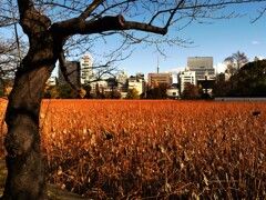 上野不忍池冬景色 (2)