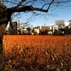 上野不忍池冬景色 (2)