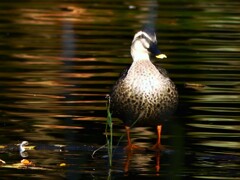 朝散歩・近所の公園にて③