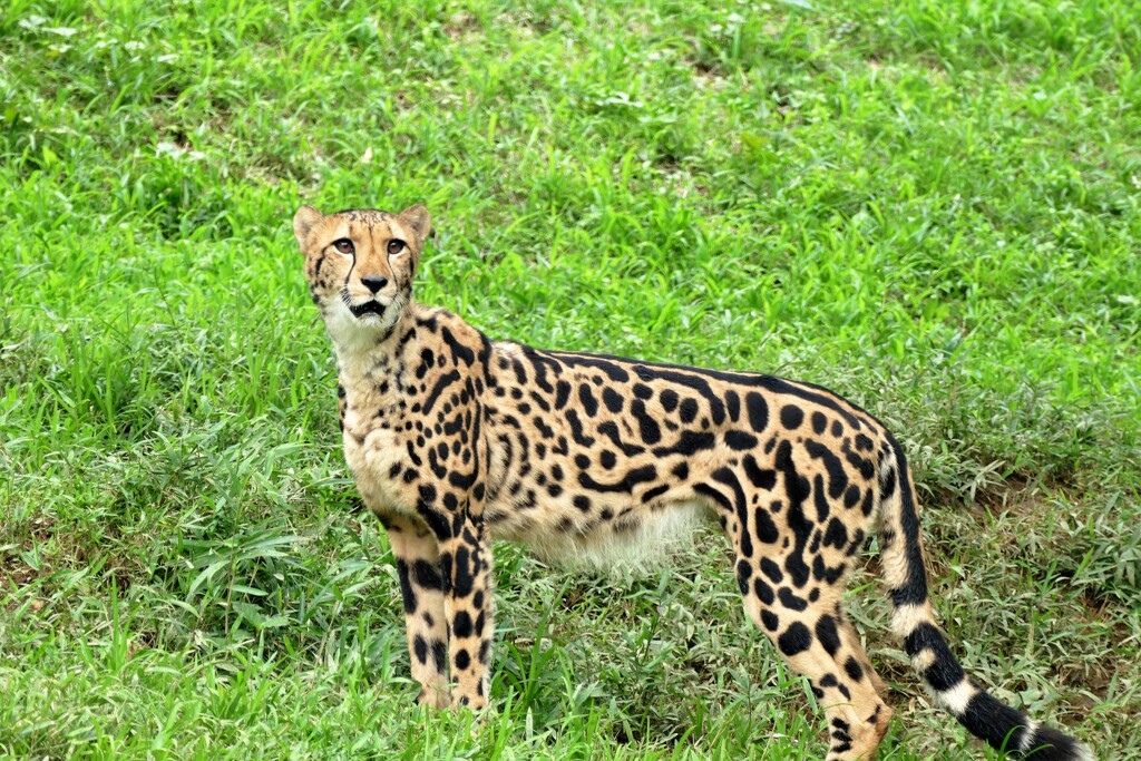 多摩動物公園敗者復活戦①