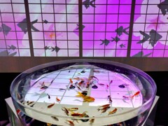 金魚ミュージアム (1)