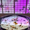金魚ミュージアム (1)