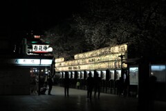 浅草寺の夜桜 