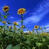 ひまわり畑に夏が来た！ (8)