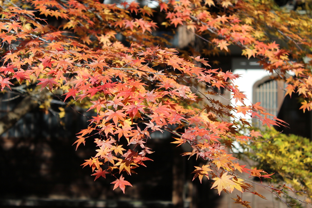 鎌倉 紅葉